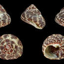 Image of Clanculus kraussii (Philippi 1846)