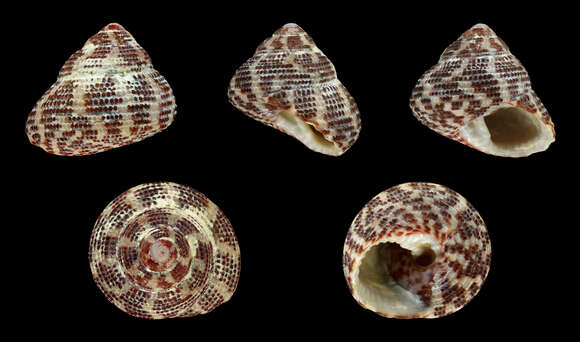 Image of Clanculus kraussii (Philippi 1846)