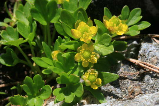 Image of pygmy buttercup