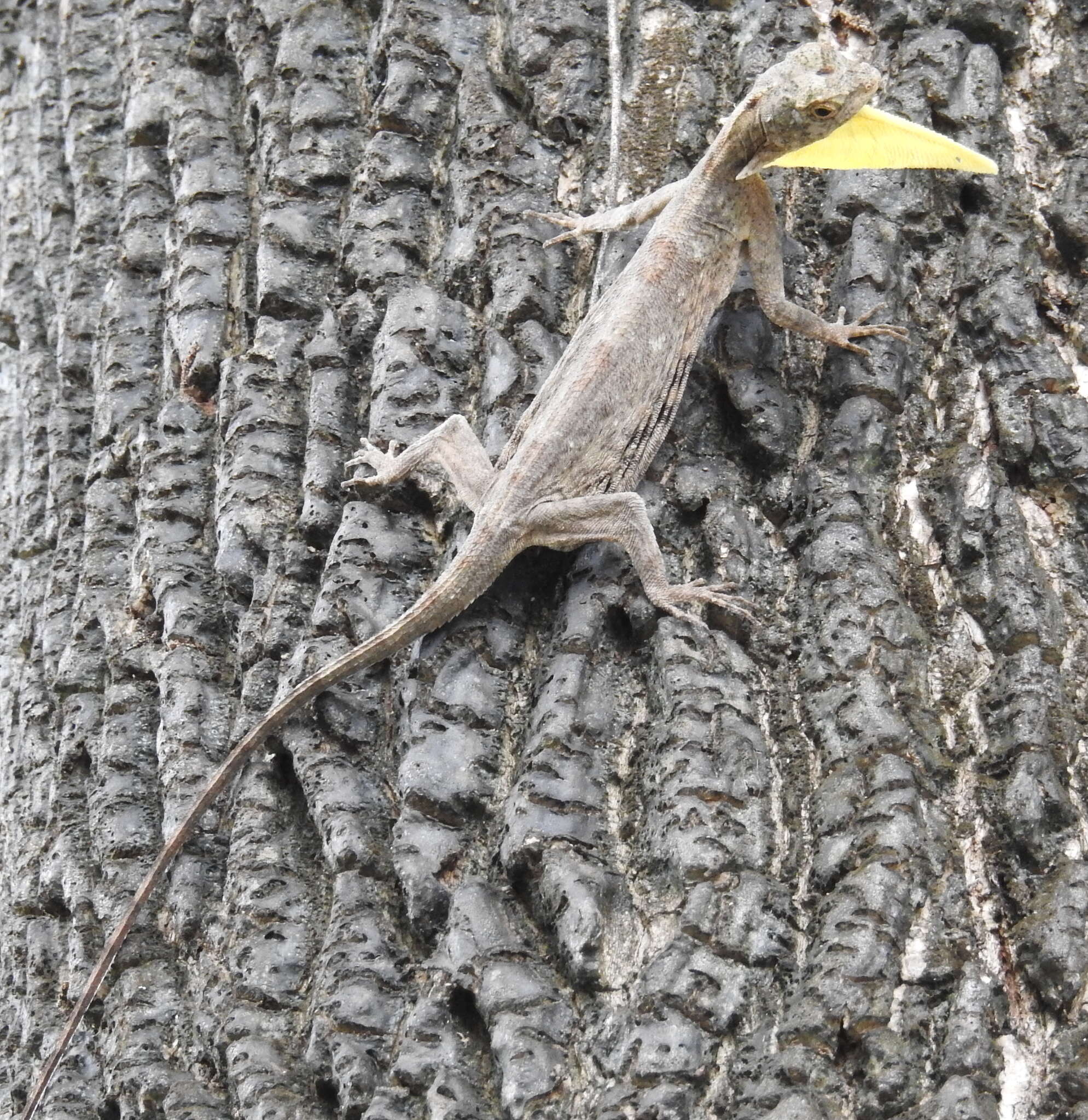 Image of Common Flying Dragon