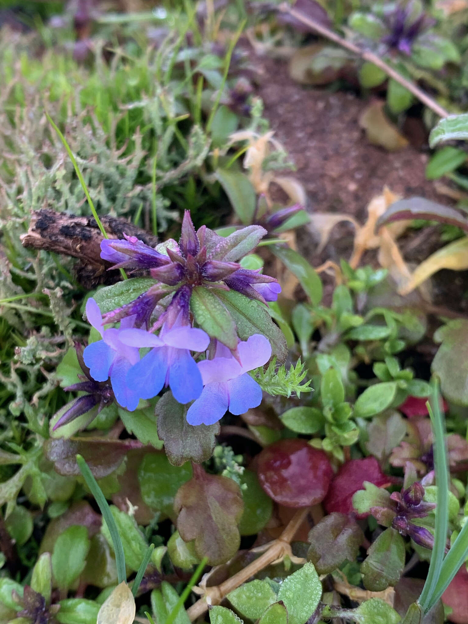 Sivun Collinsia grandiflora Dougl. ex Lindl. kuva