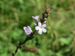 Image of herb of the cross