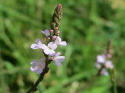 Image of herb of the cross