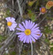 Image of fringed daisy-bush