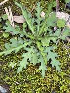 Image of Senecio morrisonensis Hayata