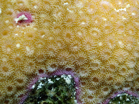 Image of Starflower coral