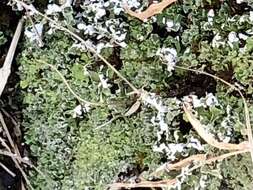 Image of cup lichen