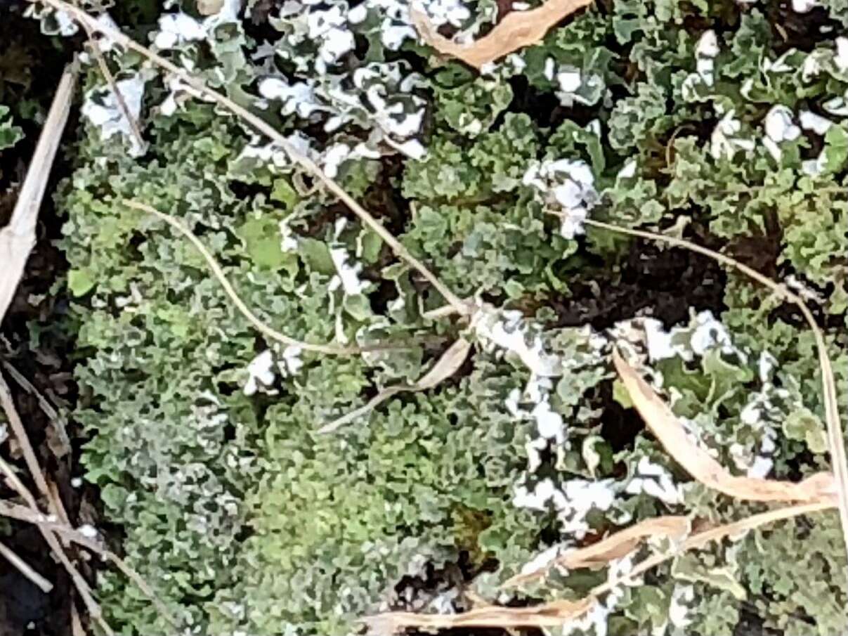 Imagem de Cladonia apodocarpa Robbins