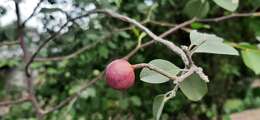 Image de Capparis grandis L. fil.