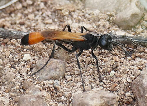 Слика од Ammophila placida F. Smith 1856