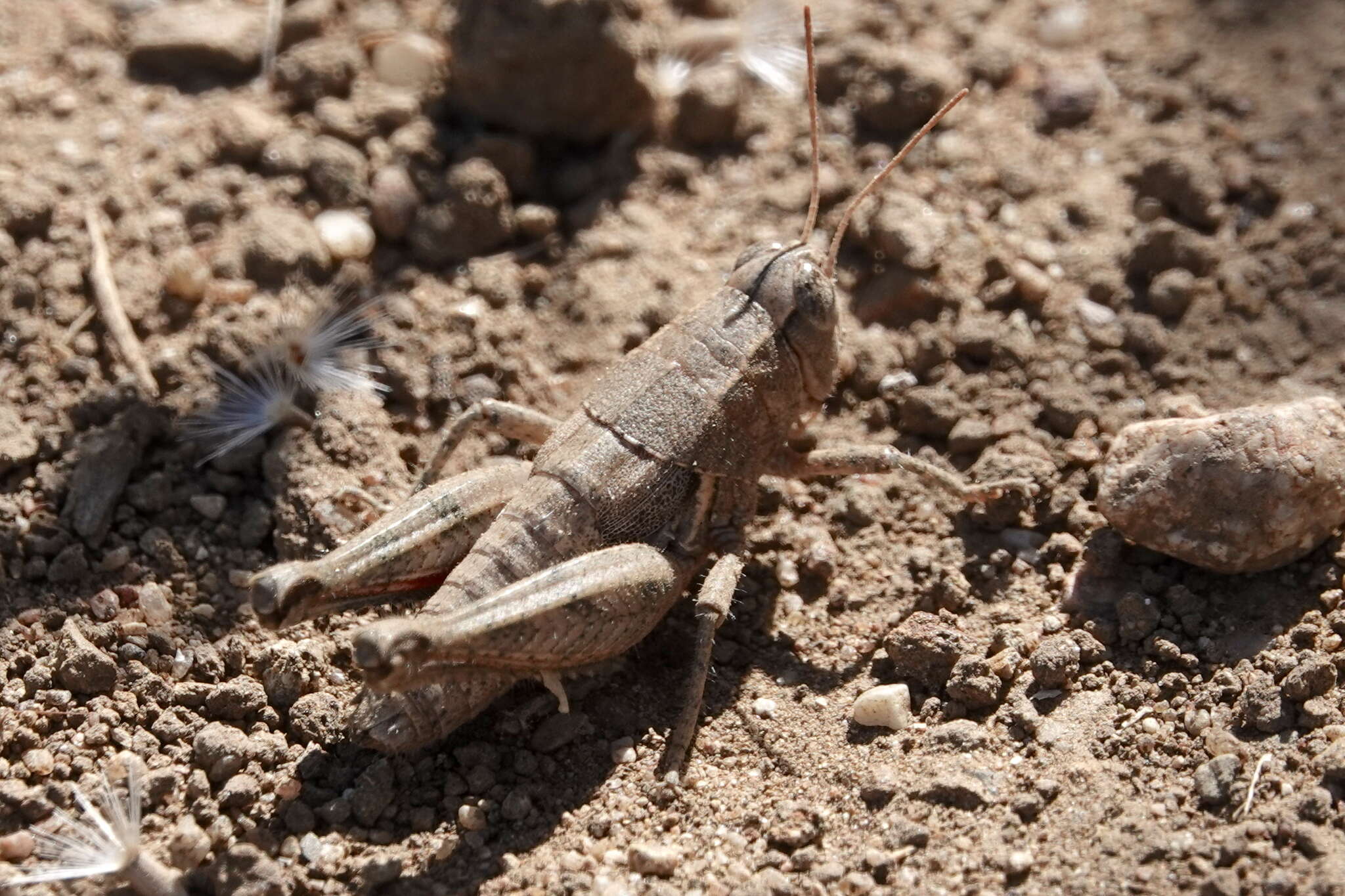 Oedaleonotus tenuipennis (Scudder & S. H. 1897)的圖片