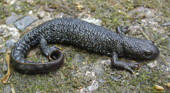 Image of Great Crested Newt