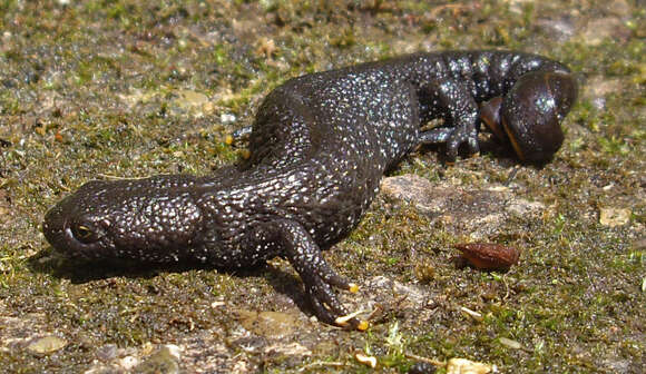 Image of Great Crested Newt