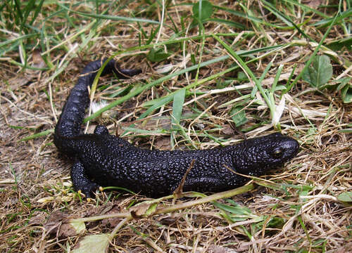 Image of Great Crested Newt