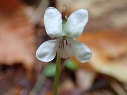 Image of white violet