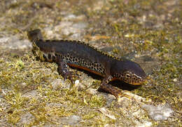 Image of Alpine Newt