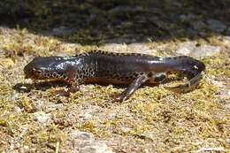 Image of Alpine Newt