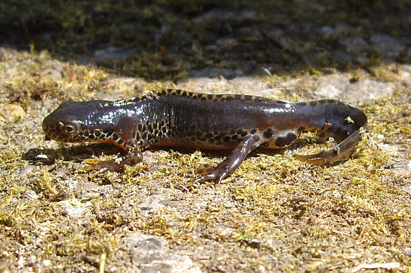 Image of Alpine Newt