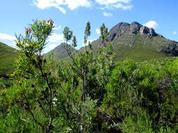 Plancia ëd Protea coronata Lam.