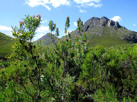 Imagem de Protea coronata Lam.