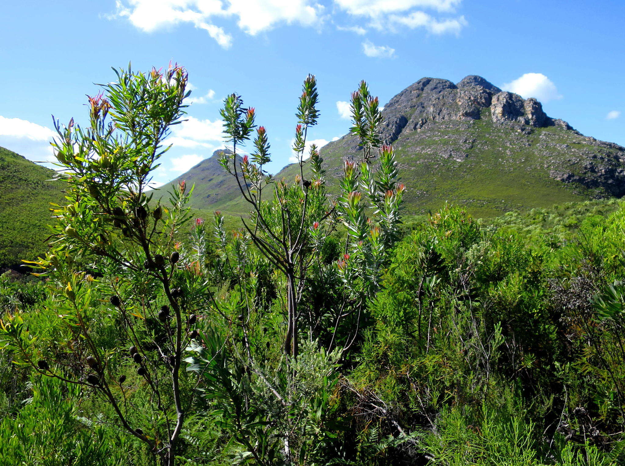 Plancia ëd Protea coronata Lam.