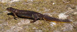 Image of Alpine Newt