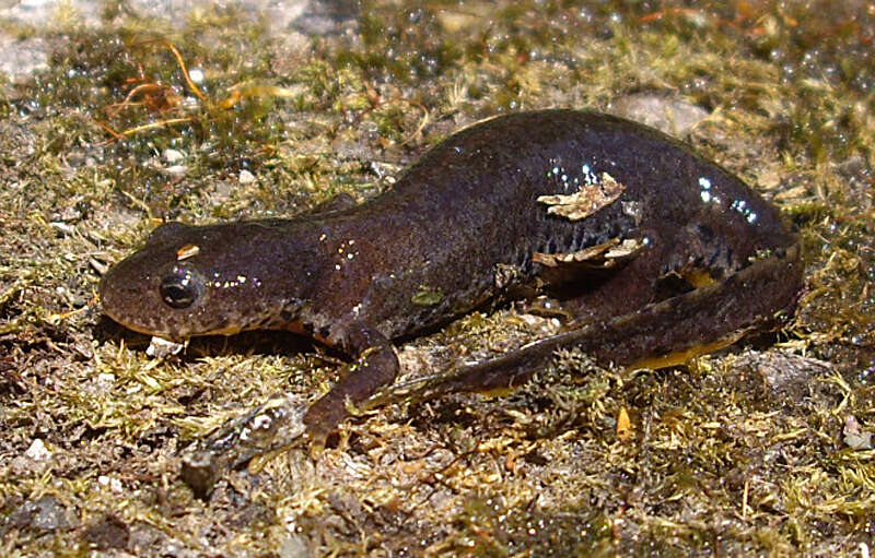 Image of Alpine Newt