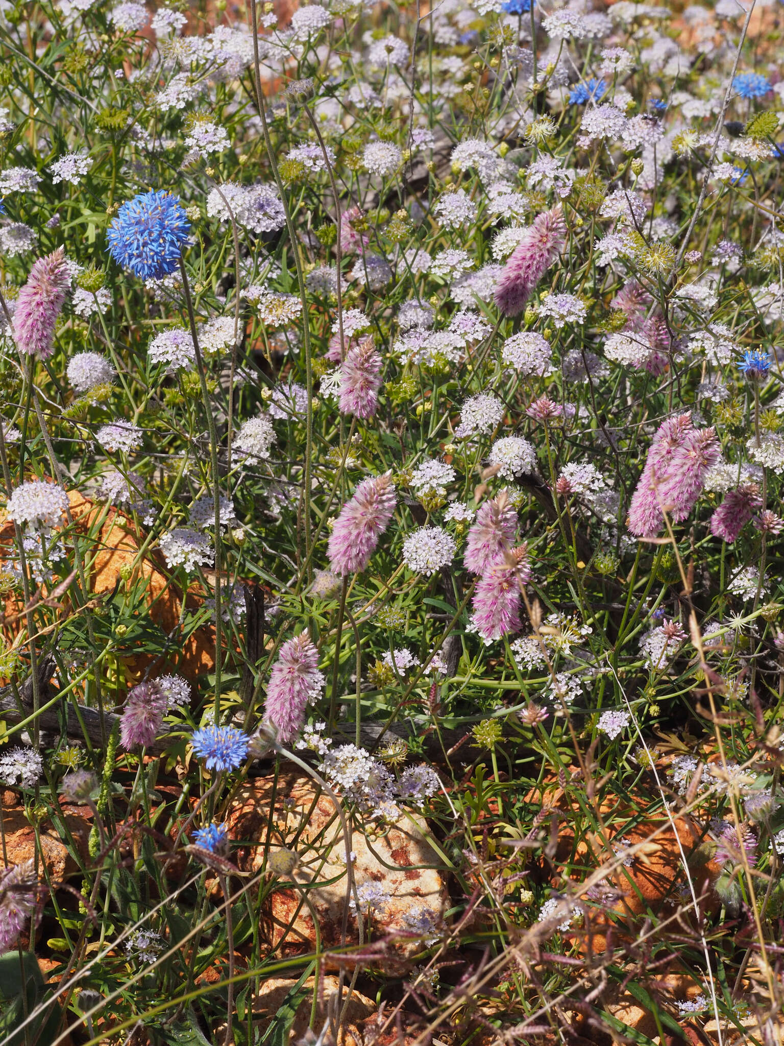 Imagem de Trachymene cyanantha Boyland