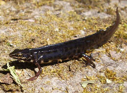 Image of Smooth Newt