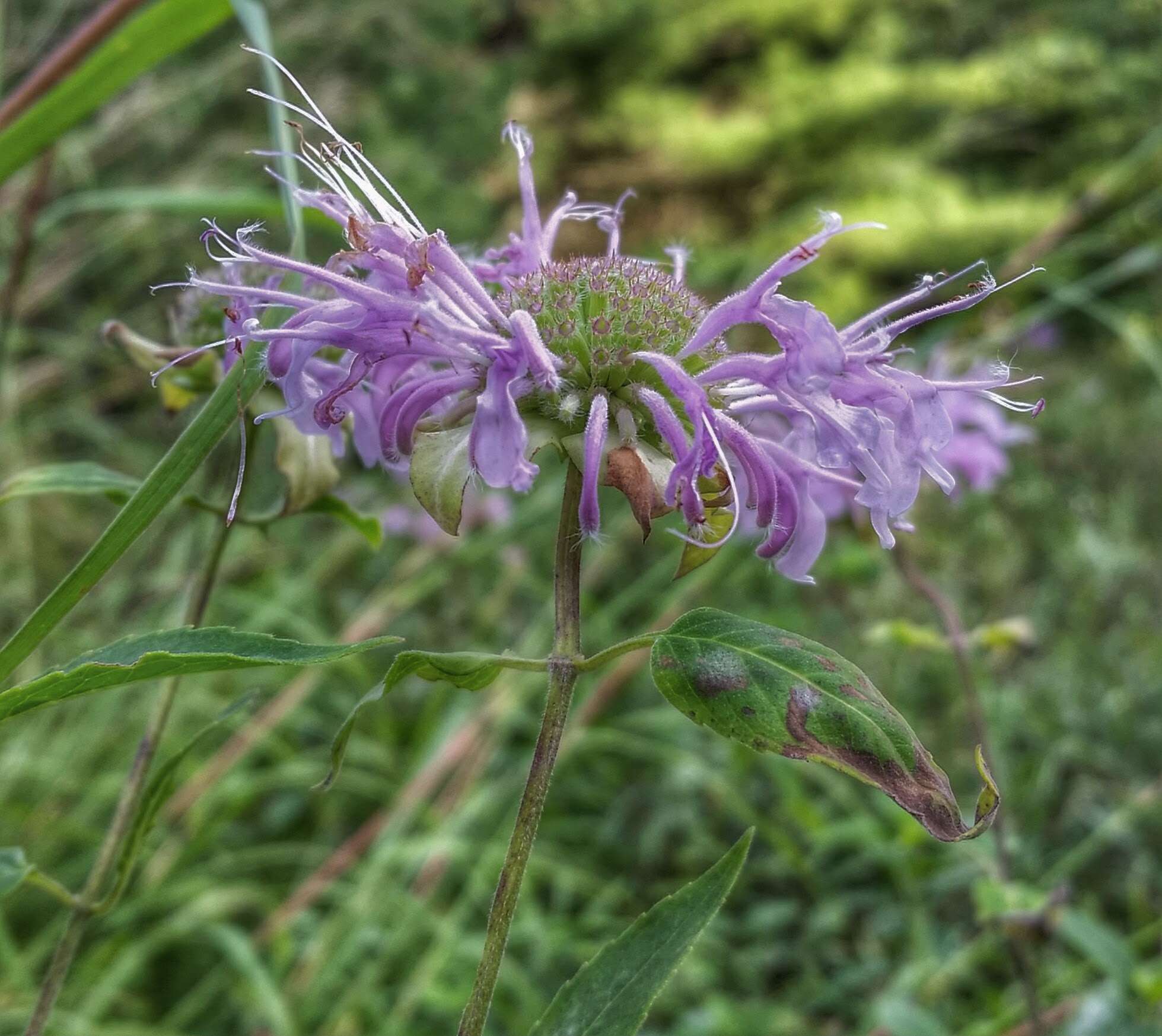 Image of wild bergamot