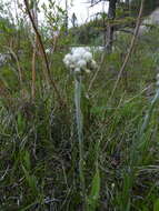 Plancia ëd Antennaria pulcherrima (Hook.) Greene