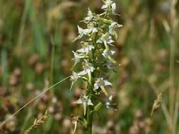 Слика од Platanthera chlorantha (Custer) Rchb.