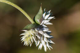 Image of Sonoran globe amaranth