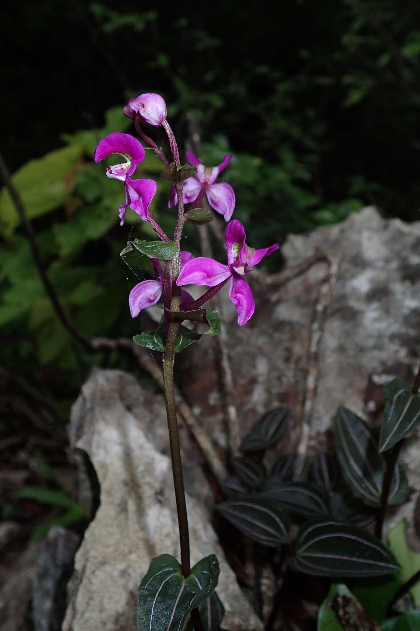 صورة Disperis erucifera H. Perrier