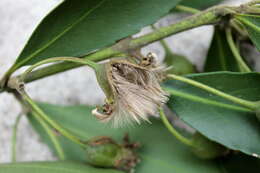 Sivun Laurelia sempervirens (Ruiz & Pav.) Tul. kuva