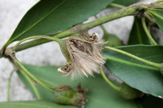 Image of Chilean Laurel