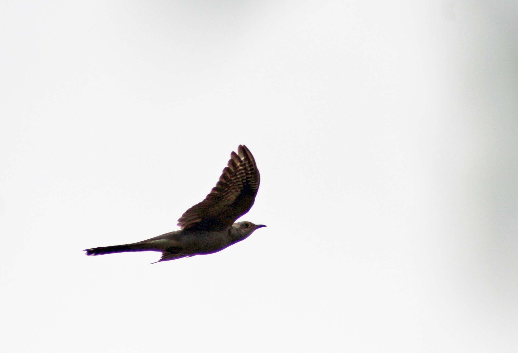 Image of Pallid Cuckoo