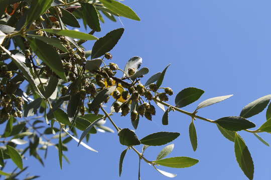 Image of Chilean Laurel