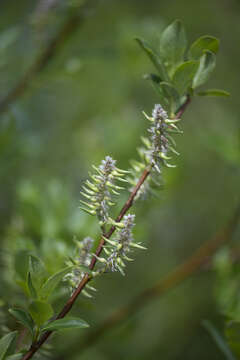 Image of tea-leaved willow