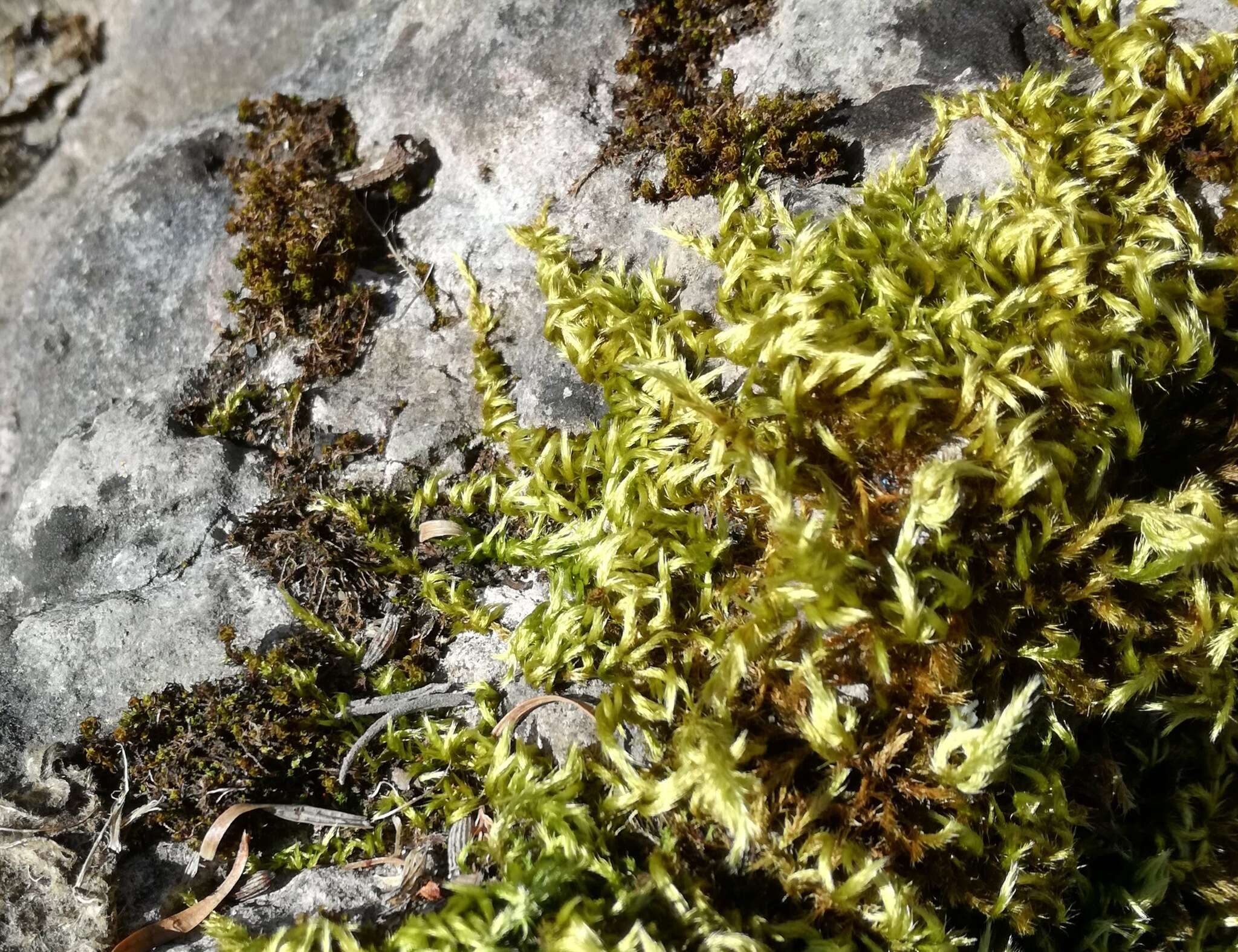 Image of silken homalothecium moss