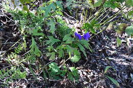 Image of Aconitum jaluense subsp. taigicola (Vorosh.) V. N. Voroshilov