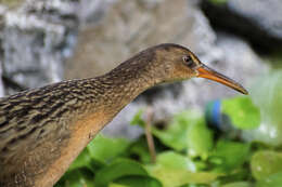 Image of Aztec Rail