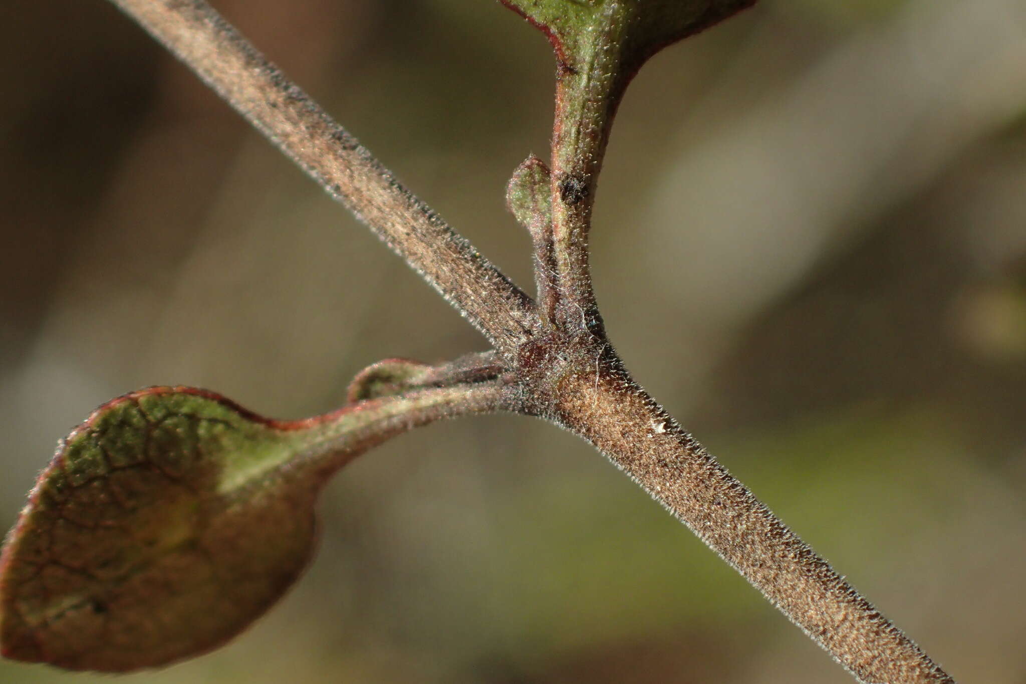 صورة Coprosma tenuicaulis Hook. fil.