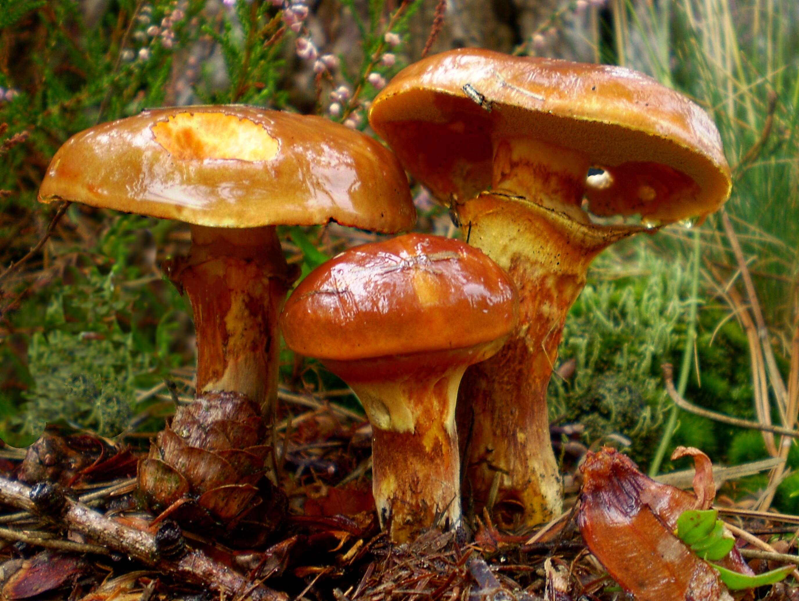 Image of Suillus grevillei (Klotzsch) Singer 1945