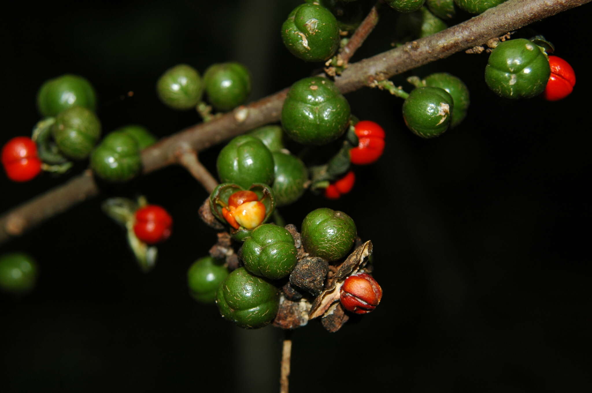 Imagem de Trichilia havanensis Jacq.