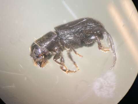 Image of Southern Pine Beetle