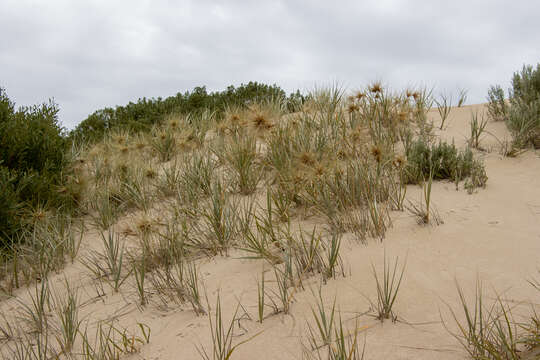 Imagem de Spinifex hirsutus Labill.