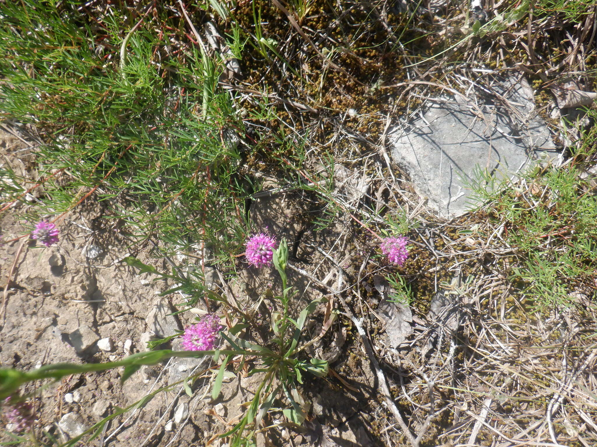 Plancia ëd Dalea gattingeri (A. Heller) Barneby