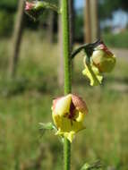 Verbascum nigrum L. resmi