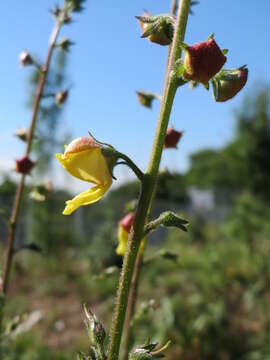 Verbascum nigrum L. resmi